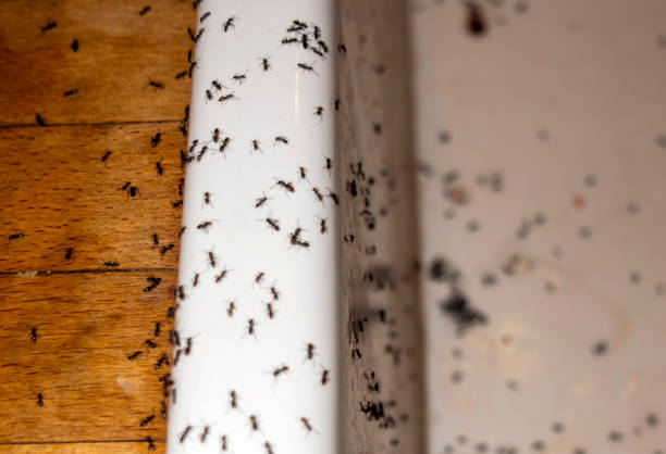 Best Insect Control  in Staffd, OR