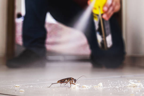 Best Local Pest Control Services  in Staffd, OR